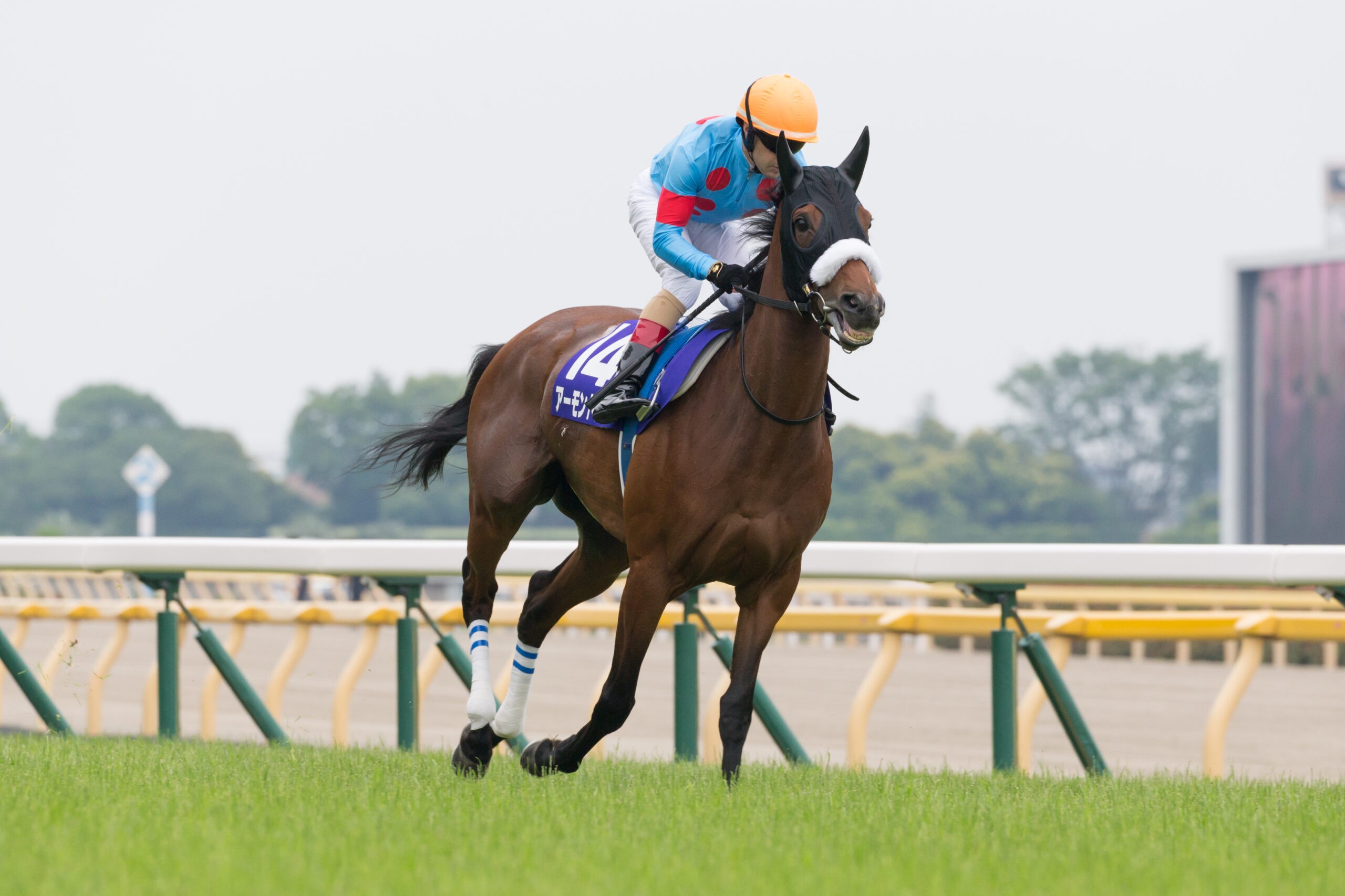 Japanese mare Almond Eye blitzed the field in the Group One Victoria Mile (1600m) in Tokyo.