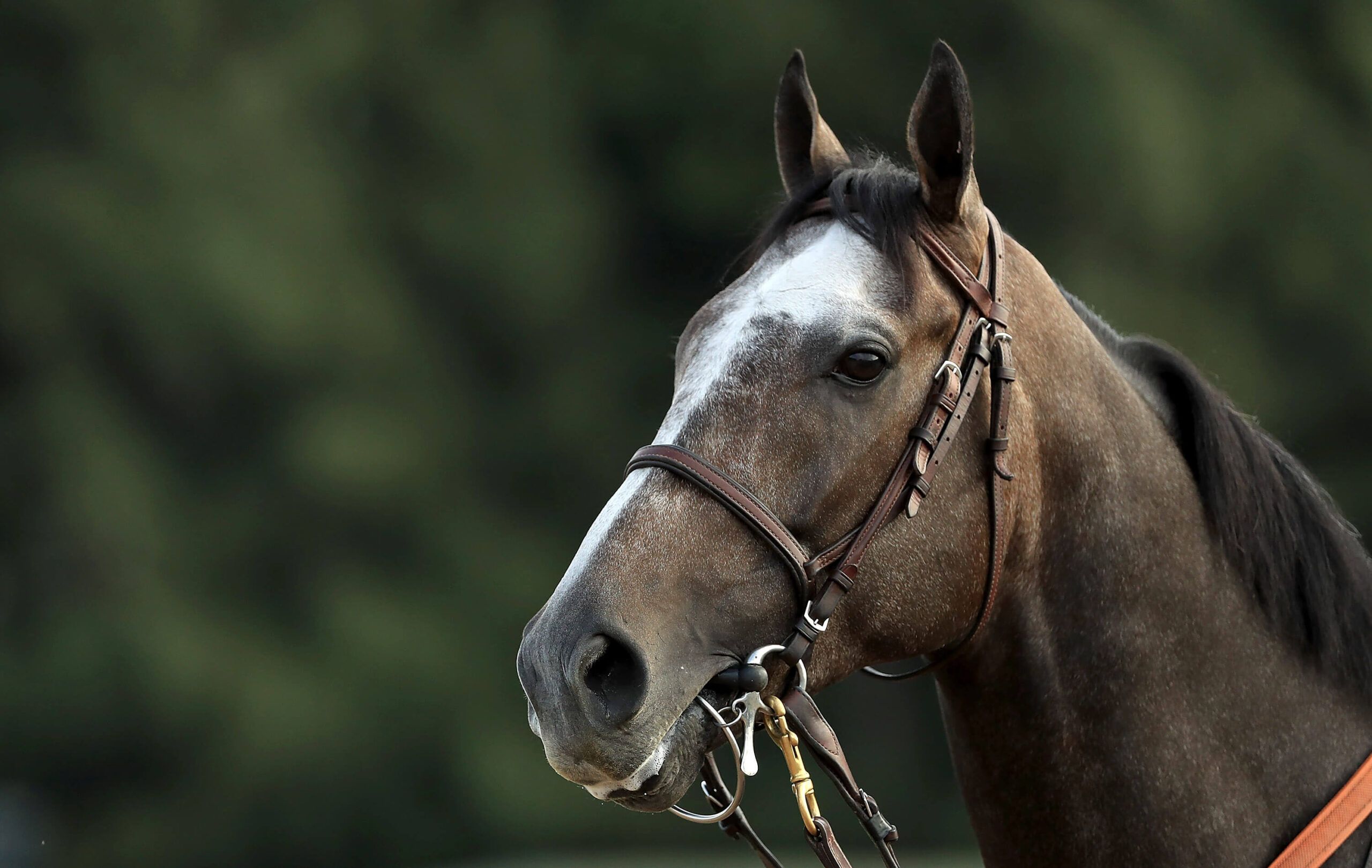 Arrogate has passed away aged seven with a mystery illness.